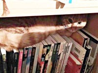 お迎え初日本棚に隠れたこいもちゃん（画像提供：こいもちゃんさん）