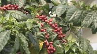 金甲山コーヒー園に実るコーヒーの実
