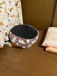 完全にひっくり返っちゃったまつちゃん（提供：白柴まつさん）