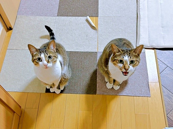 飼い主さんを見上げる瞳が愛らしい（左から）レモンちゃん、ソーダくん（画像提供：レモンとソーダさん）