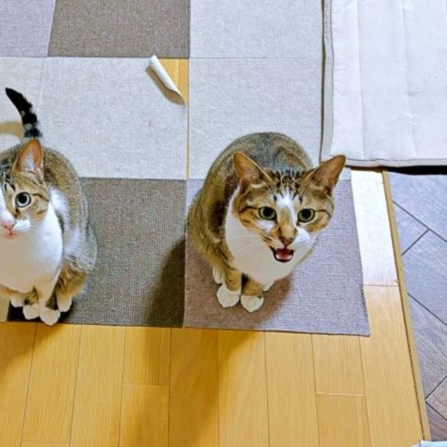 飼い主さんを見上げる瞳が愛らしい（左から）レモンちゃん、ソーダくん（画像提供：レモンとソーダさん）