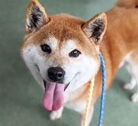 いつもニコニコのおっとりマイペースのしじみ（メス・推定6歳）