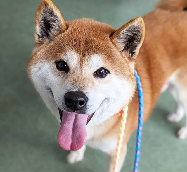 いつもニコニコのおっとりマイペースのしじみ（メス・推定6歳）