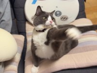猫パンチ炸裂！（画像提供：わがやのねこさん）