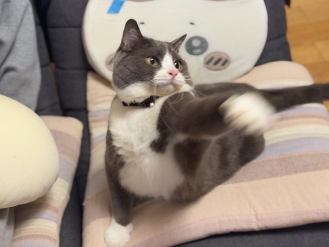 猫パンチ炸裂！（画像提供：わがやのねこさん）