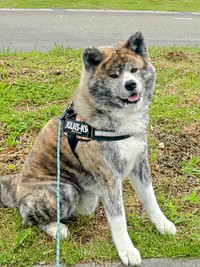 散歩中、「お利口さんね」と声をかけられ、笑顔になるさん歩くん（画像提供：ぽっぽっぽー SANPOさん）