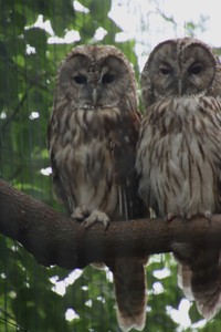 ホンドフクロウ 2023.6