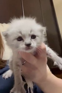 【ビフォー写真】ゆりちゃんは、黒猫から生まれた白猫だったが…（もずのあさん提供、Xよりキャプチャ撮影）