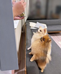 そろってじっと見つめる同居犬のポンくん、ミルモくん（画像提供：ミルモとポン！さん）