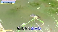 潜んでいたカエルが水面に姿を現した瞬間／どんぐりいろは／小さな自然図書館さん（@donguriiroha）提供
