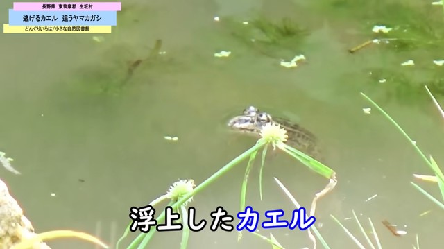潜んでいたカエルが水面に姿を現した瞬間／どんぐりいろは／小さな自然図書館さん（@donguriiroha）提供
