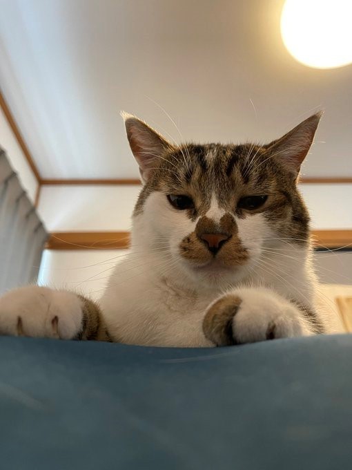 Twitterは毎朝、更新中