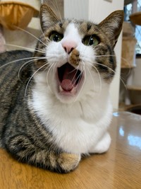 おはようございまぁぁぁぁす（by とげまる）