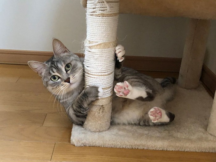 「シャイだけどおてんばなとこもあるのよ」（さわたさん提供）