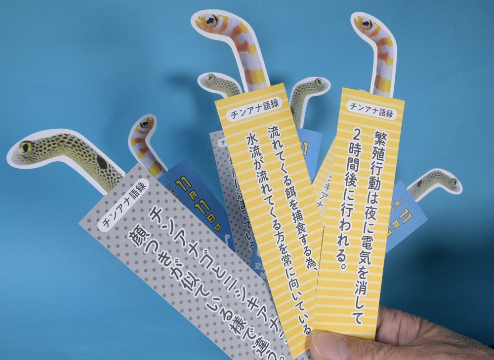 繁殖行動は電気を消して2時間後に…」 京都の水族館が作成「チンアナ