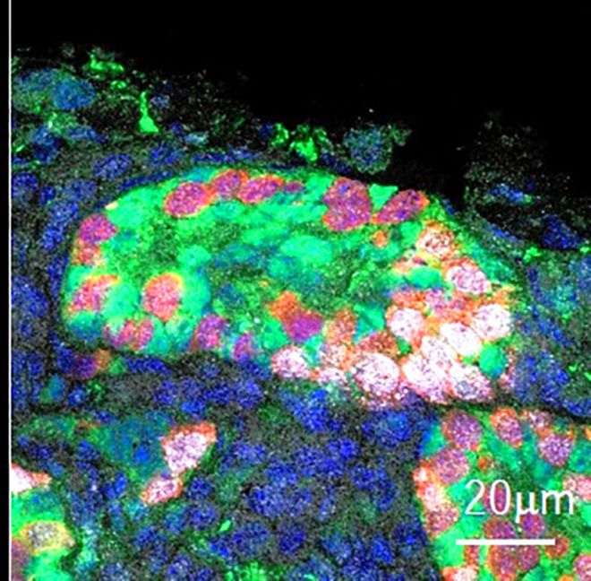 Researchers use mice pluripotent cells to generate miniature testes