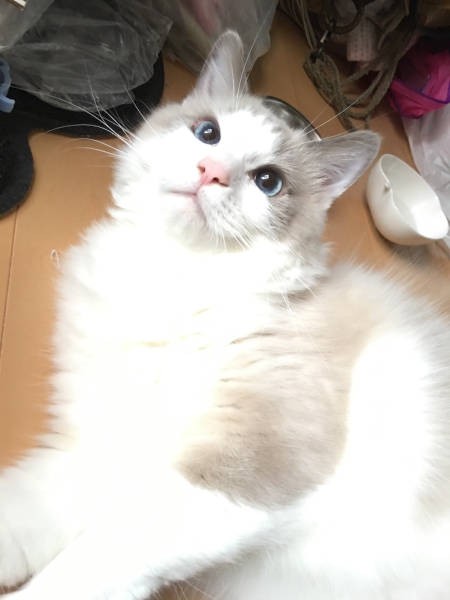 ハンサムでしょ？