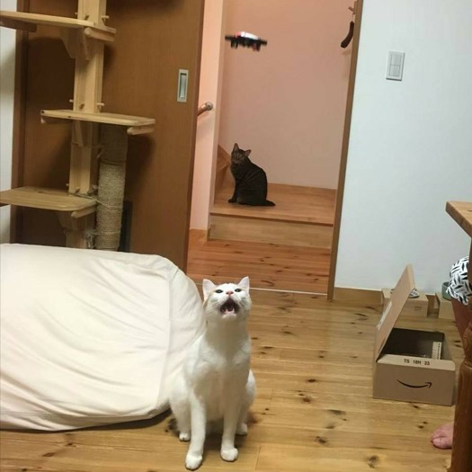 室内にドローンが！　「にゃに、これ」と興味深そうに見あげる「ぐーぐー」