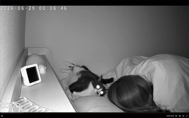 ふと起きて顔を上げる依灯ちゃん（画像提供：猫又ちぐらさん）