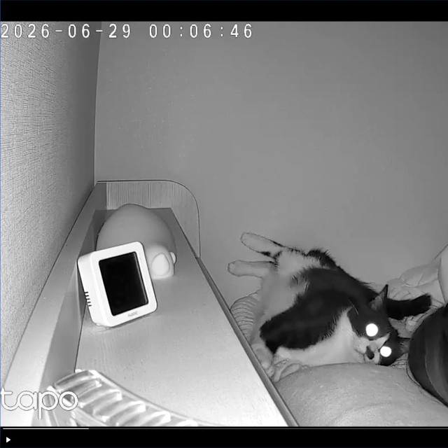 ふと起きて顔を上げる依灯ちゃん（画像提供：猫又ちぐらさん）