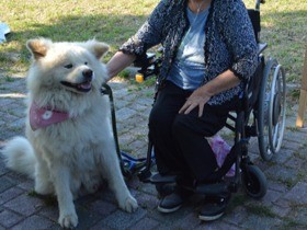 長毛の秋田犬が競う「わさお大賞コンテスト」