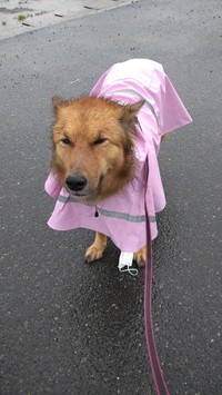 基本的にヨモギちゃんは雨散歩が好き（提供：どすこい大福さん）