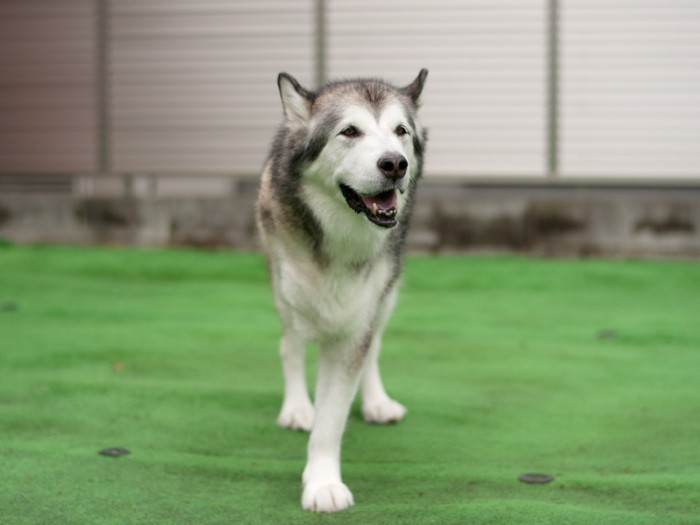 「短毛なんだけど、肩まで髪をのばしているように見える毛色なの。すてきでしょ」（小林写函撮影）