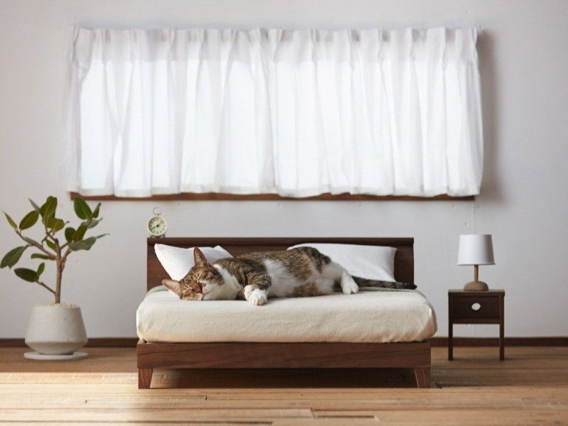 総無垢仕様のベッド「ラフィネ」で寝る猫　　（大川市提供）
