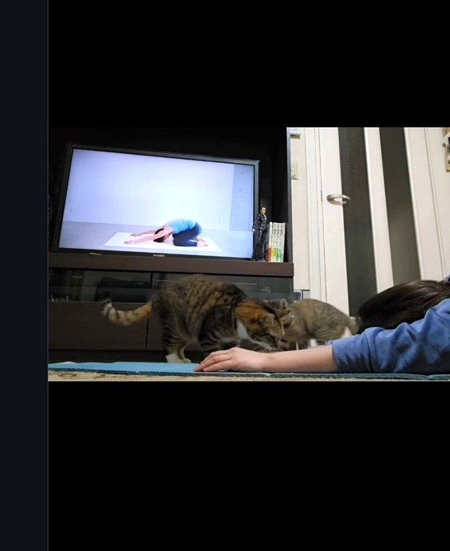 そして…ヨガ中、突然ふたりは取っ組み合いに（「ちゃちゃママ／4匹猫ファミリー」さん提供、Instagramよりキャプチャ撮影）
