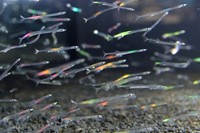 ライトに照らされ色鮮やかに輝くシラウオ＝島根県出雲市、県立宍道湖自然館ゴビウス（同館提供）