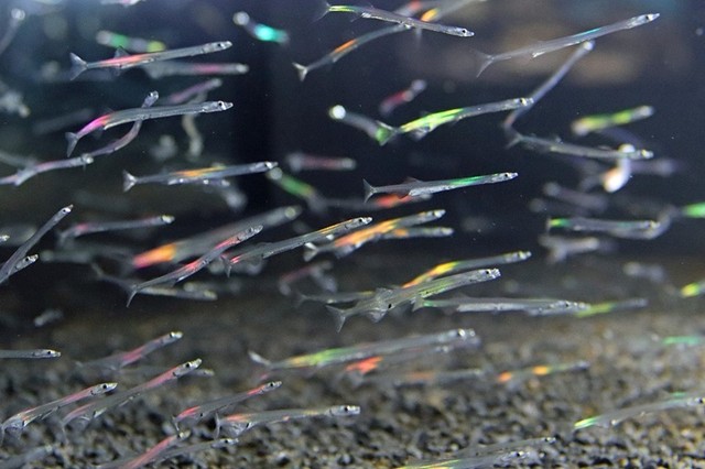 ライトに照らされ色鮮やかに輝くシラウオ＝島根県出雲市、県立宍道湖自然館ゴビウス（同館提供）