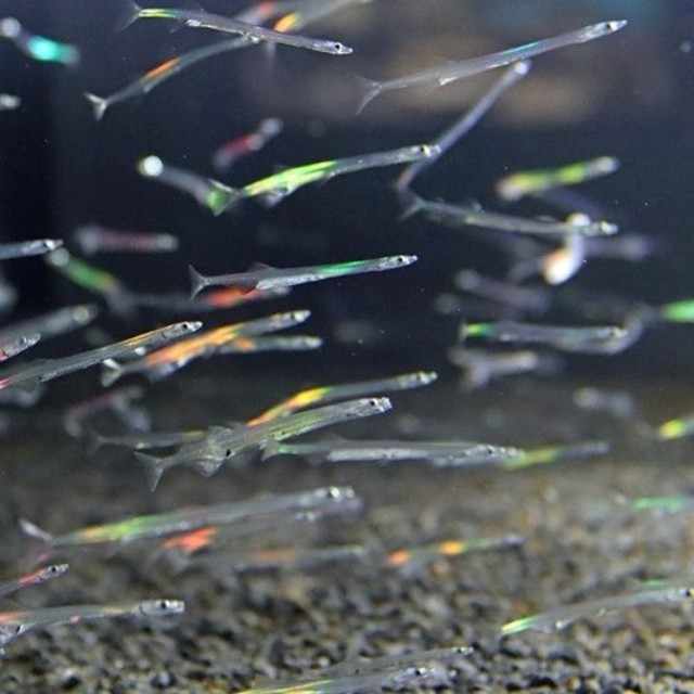 ライトに照らされ色鮮やかに輝くシラウオ＝島根県出雲市、県立宍道湖自然館ゴビウス（同館提供）