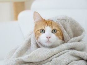 プロ・アマの傑作ネコ写真、一挙２００点　東京カメラ部が写真集