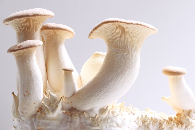 御米ちゃんのびっくりポーズとよく似たエリンギ ※画像はイメージです（Stephane Duchateau/stock.adobe.com）