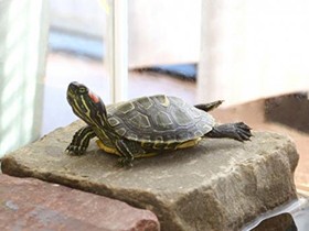 ちょっと待って！　その亀すくいは違法です！