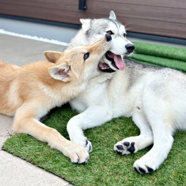 お兄ちゃんをガブリ！ （左から）妹・ラルフちゃん、兄・グレイくん（画像提供：グレイ ラルフさん）