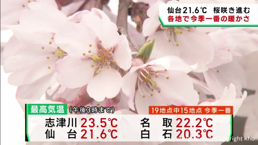 宮城県各地で今季一番の温かさ　桜が咲き進む | khb東日本放送