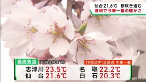 宮城県各地で今季一番の温かさ　桜が咲き進む