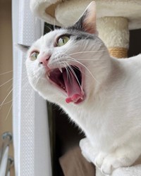 「ガオー！」ニャルソック中、迫力あるあくびをするトルテくん（画像提供：トルぽたさん）