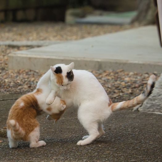 子猫と母猫も「のこったのこった」（大空出版提供）