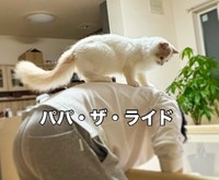 好奇心旺盛なつなくんは、こんなことも！（飼い主さん提供、Instagramよりキャプチャ撮影）