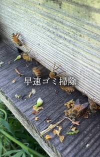 新しい家と認めたミツバチは早速ゴミ掃除／借金1億農業ガール（保條）さん（@1okugal）提供