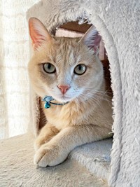 キャットタワーのハウスに入ってくつろぐきなこくん（画像提供：まっちゃさん）