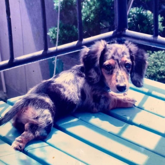 家にきたころの「レイ」