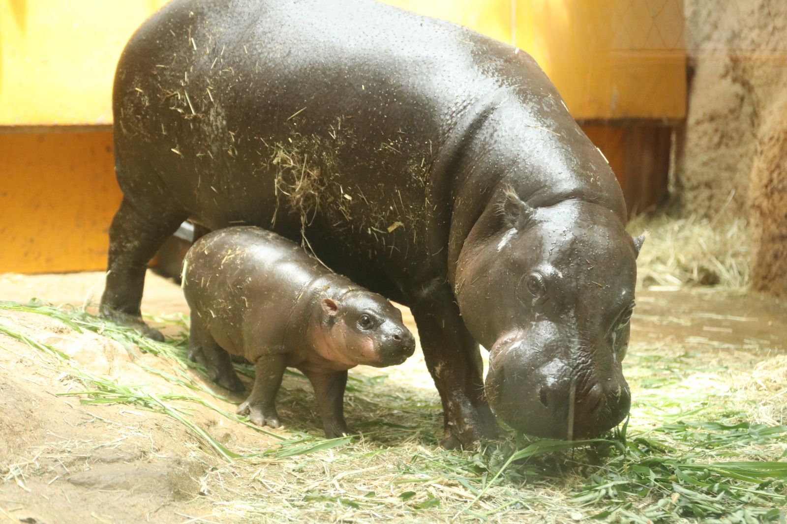 モッチリつやつや！かわいすぎる珍獣「コビトカバ」の赤ちゃん 神戸