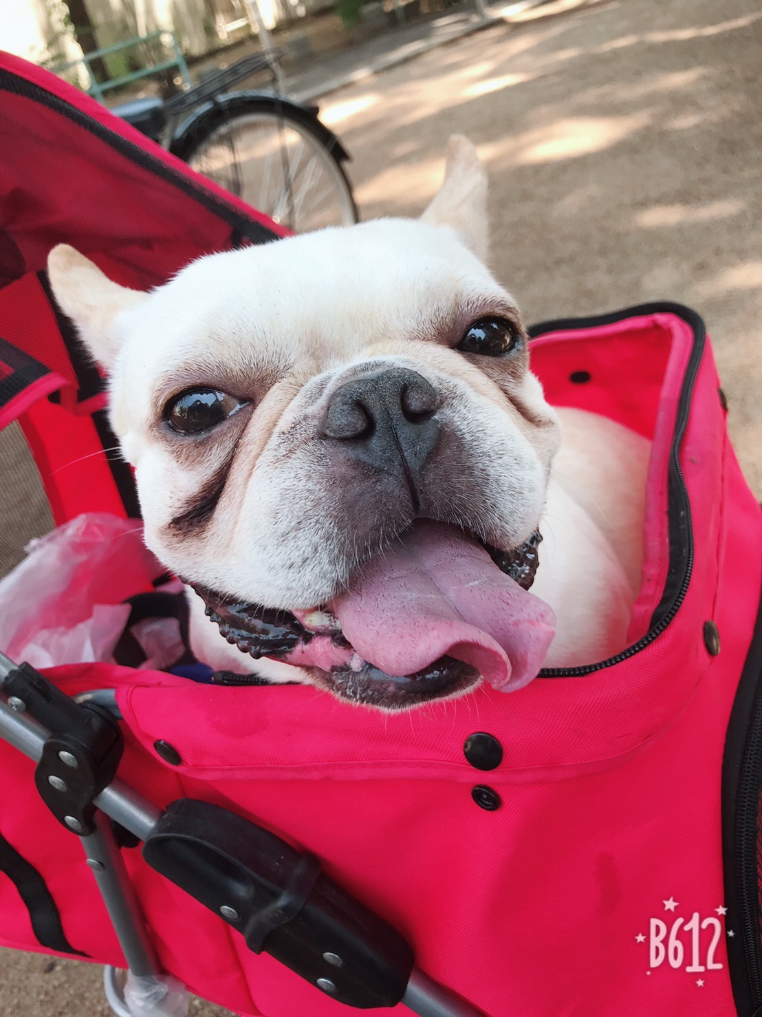 犬用アルミニウム車いすフレンチブルがつかってました。体重は、１０ｋｇ以下です。 犬用アルミニウム車いすフレンチブルがつかってました。体重は