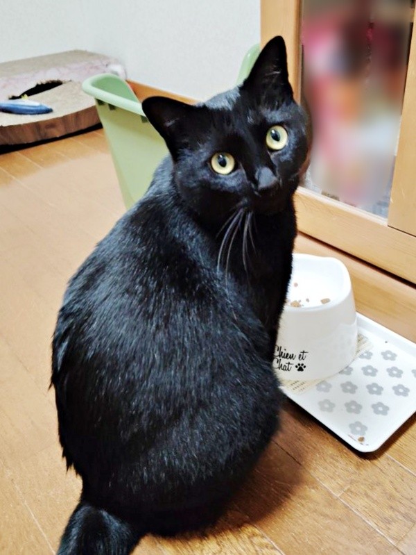 すっかり甘えん坊になった黒ちゃん（画像提供：ちよさん）