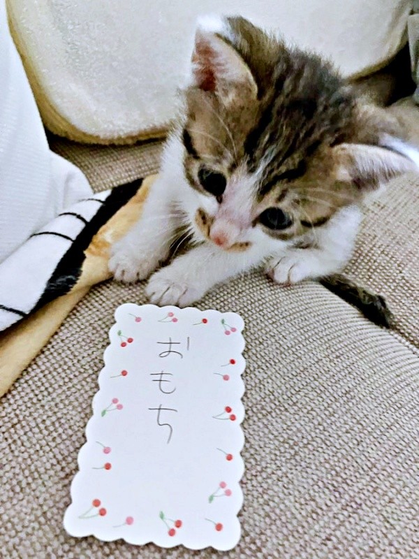 命名「おもち」くん（画像提供：おもちくん）