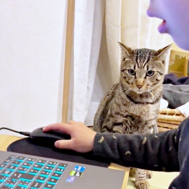 お兄ちゃんがパソコンゲームをしているのを見つめるzozoくん（画像提供：zozoさん）