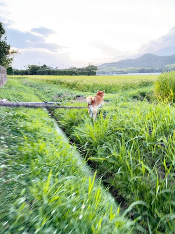 足場のよい場所を選んで着地を試みるティーくん（画像提供：柴犬ティーくん＆パパさん）